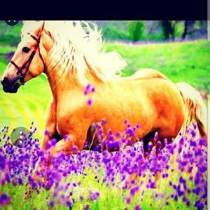 Meet your Posher, Tania